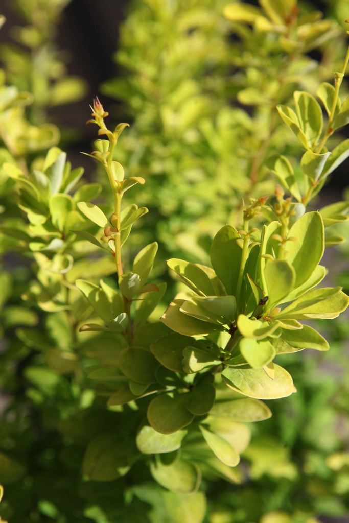 BERBERIS THUNBERGII 'GOLDEN ROCKET'