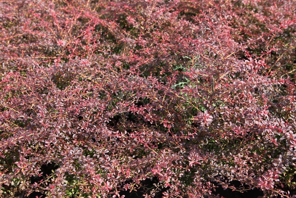 [BTODR30C3] BERBERIS THUNBERGII 'ORANGE DREAM' (Pot 3 litres, 30-40 cm)