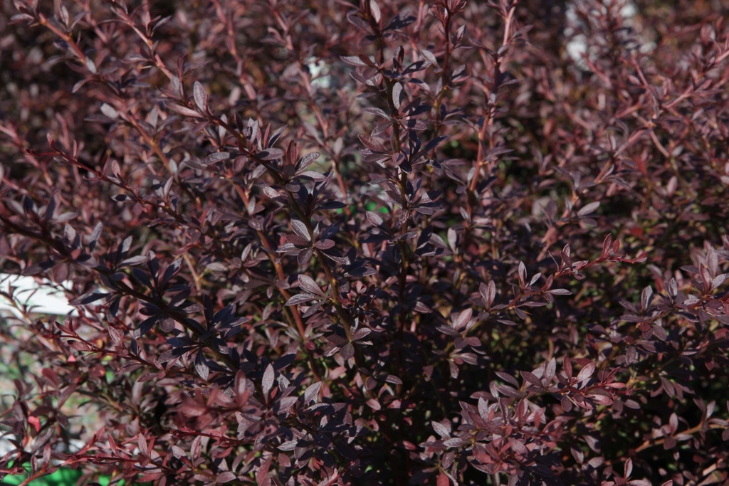 BERBERIS THUNBERGII 'RED DREAM'