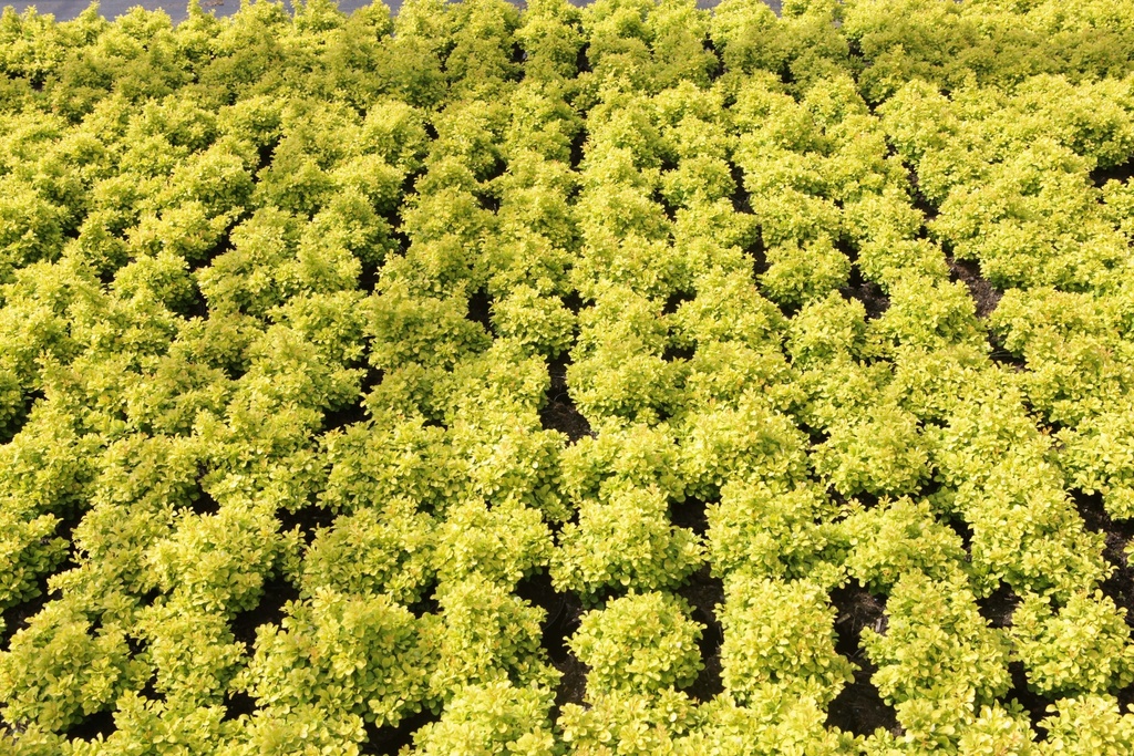 BERBERIS THUNBERGII 'TINY GOLD'