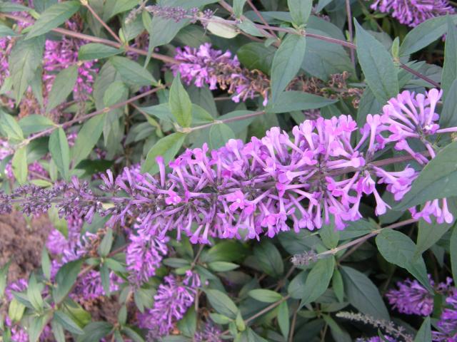 BUDDLEJA ARGUS® VELVET