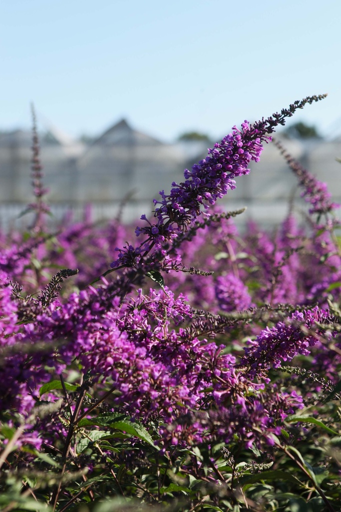 BUDDLEJA ARGUS® VELVET