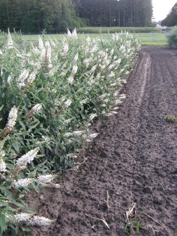 BUDDLEJA ARGUS® WHITE