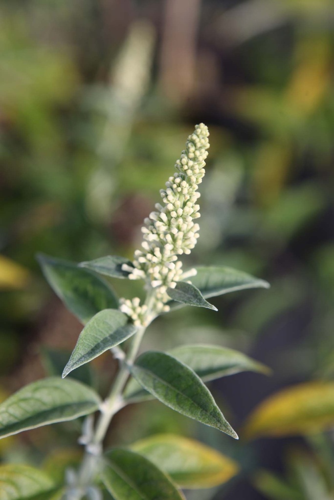 BUDDLEJA ARGUS® WHITE