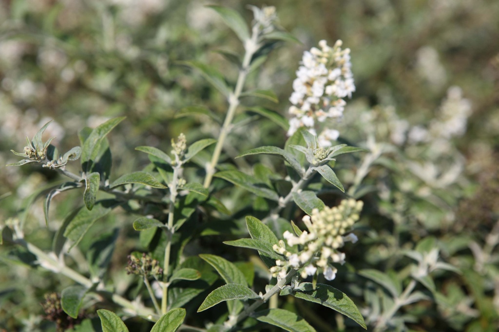 BUDDLEJA DAVIDII PROVEN WINNERS® WHITE CHIP