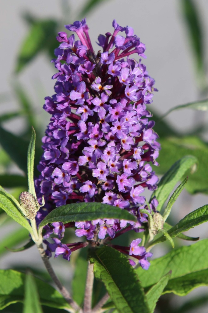 BUDDLEJA DAVIDII 'PURPLE EMPEROR'