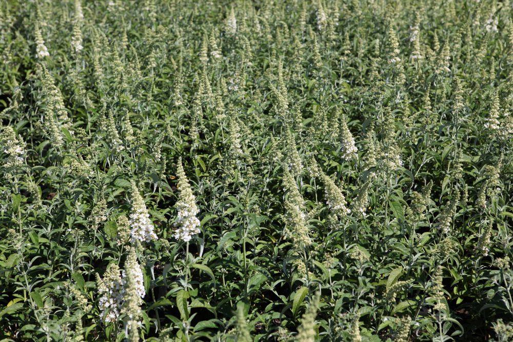 BUDDLEJA 'WHITE BALL'