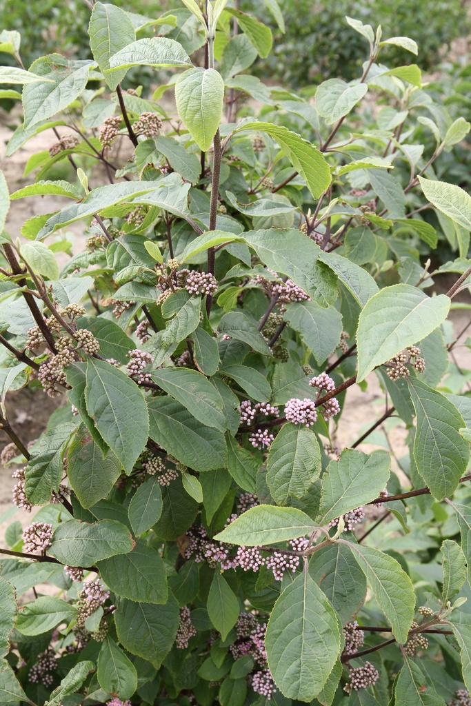 CALLICARPA BODINIERI 'PROFUSION'