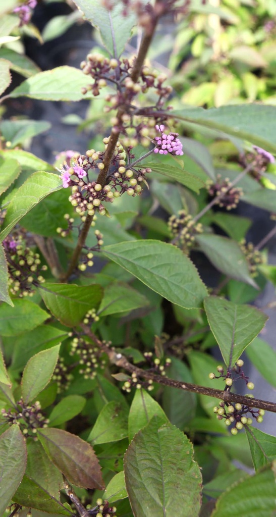CALLICARPA KWANGTUNGENSIS