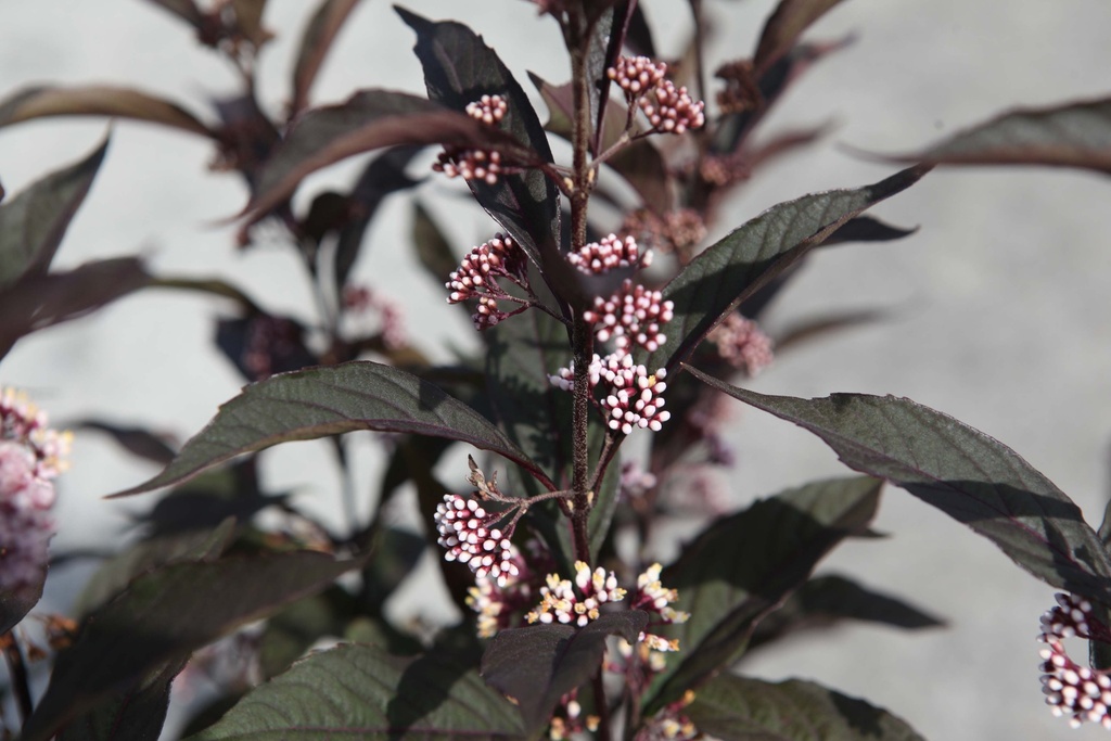 CALLICARPA PROVEN WINNERS® PEARL GLAM