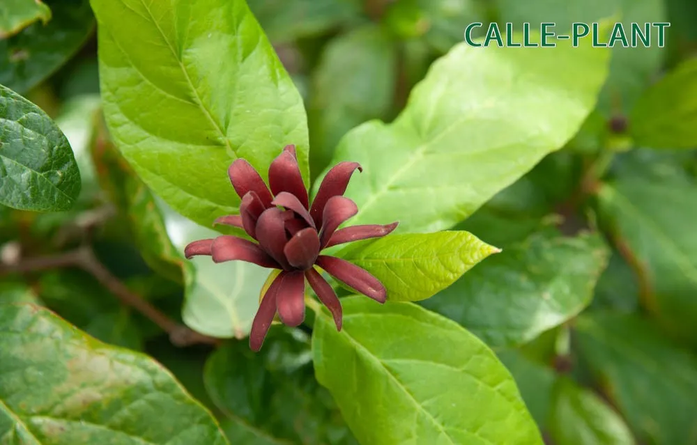 [CFLO100] CALYCANTHUS FLORIDUS (Pot, 100-125 cm)