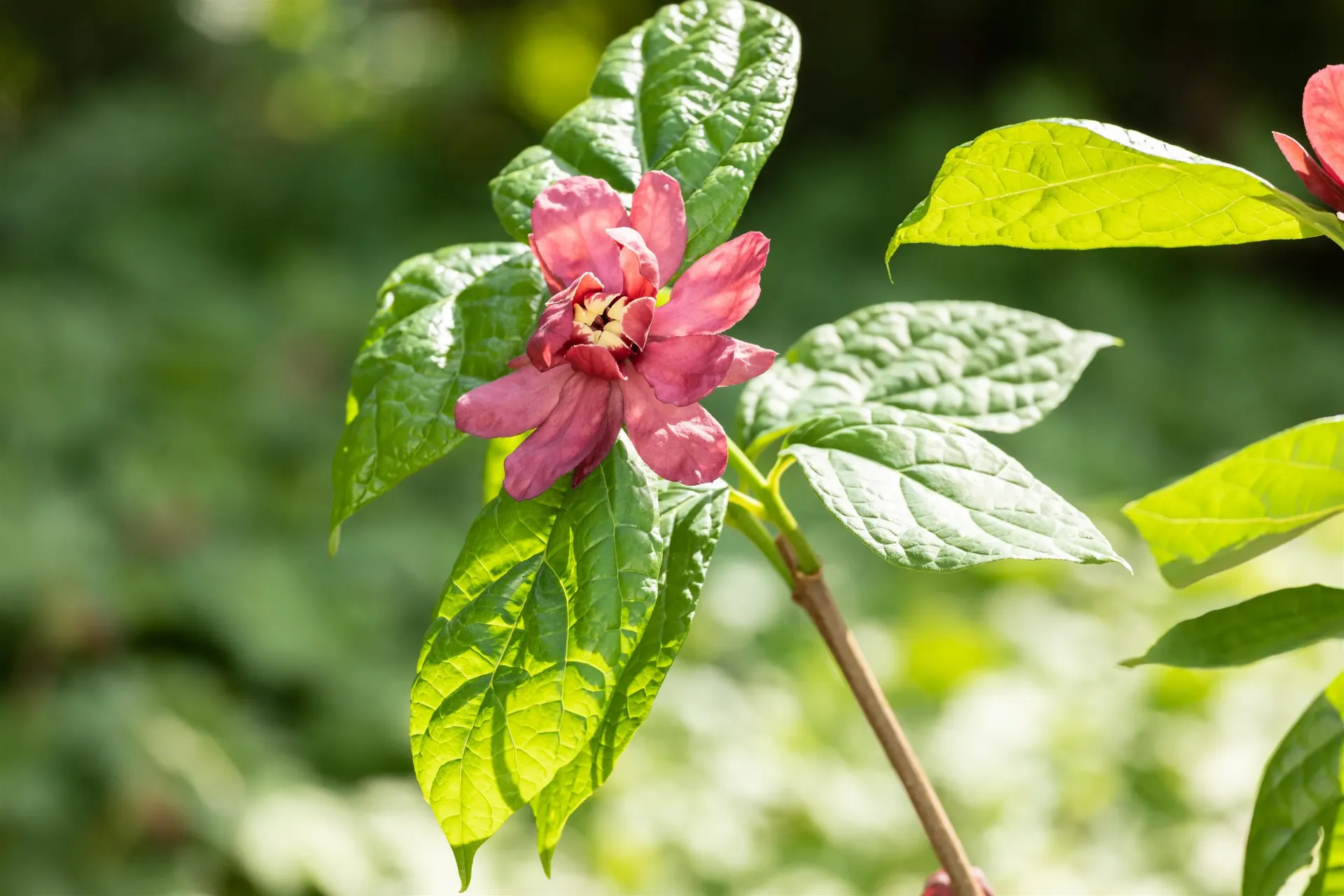CALYCANTHUS RAULSTONII 'HARTLAGE WINE'