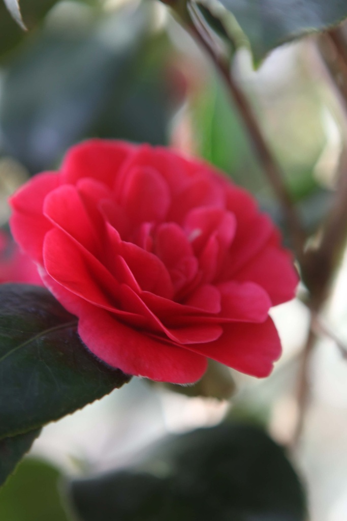 CAMELLIA JAPONICA