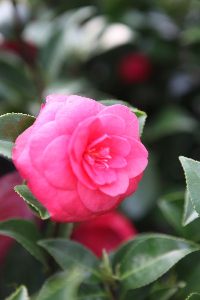 [CJEHA40C3] CAMELLIA JAPONICA 'EMERIC HALASZ' (Pot 3 liter, 40-60 cm)