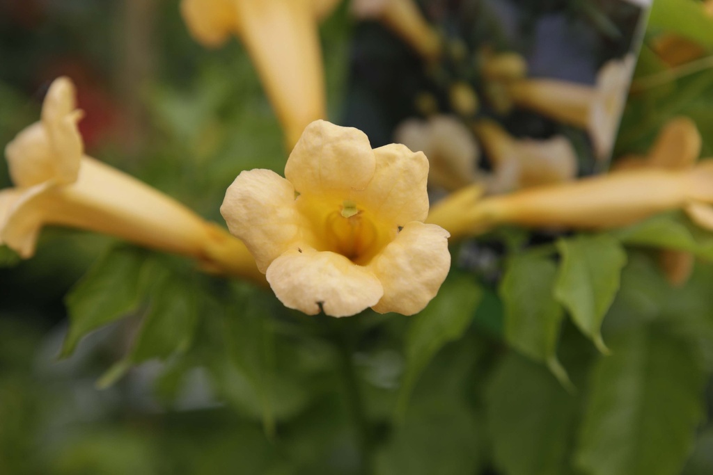 CAMPSIS RADICANS 'FLAVA'