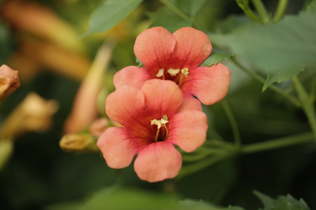 CAMPSIS TAGLIABUANA 'MME GALEN'
