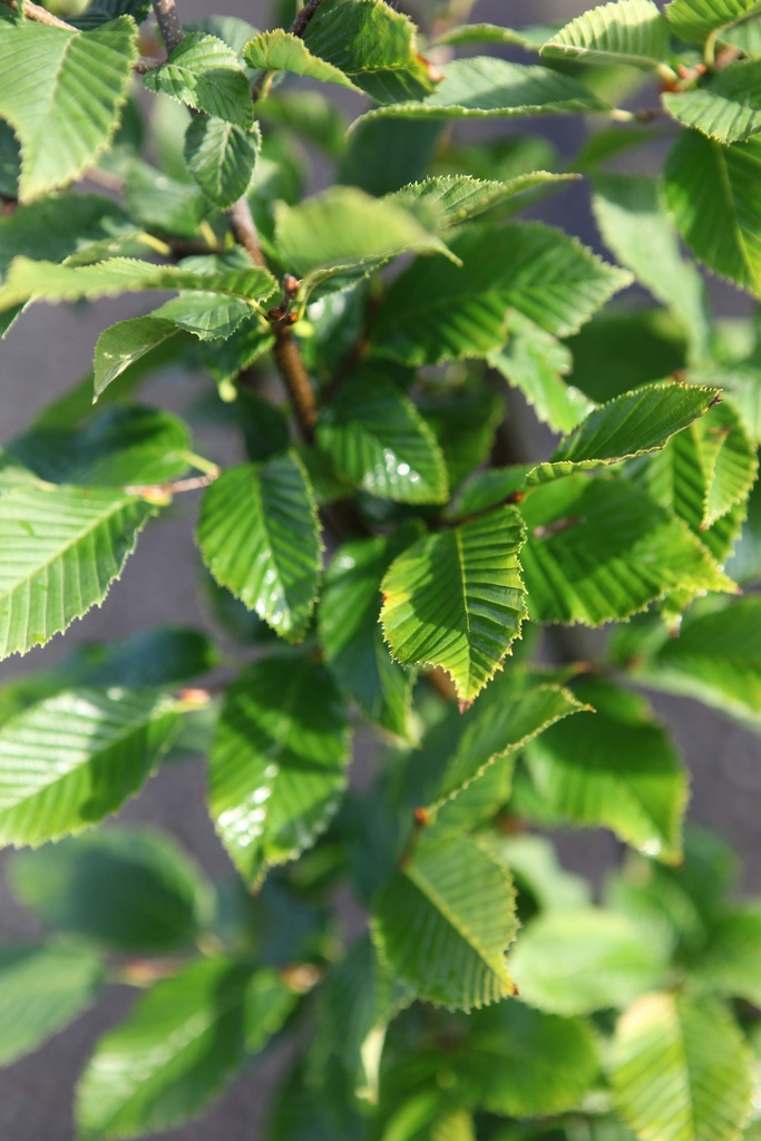 [xx] CARPINUS BETULUS 'FASTIGIATA' (Pot 7 liter, 150-175 cm)