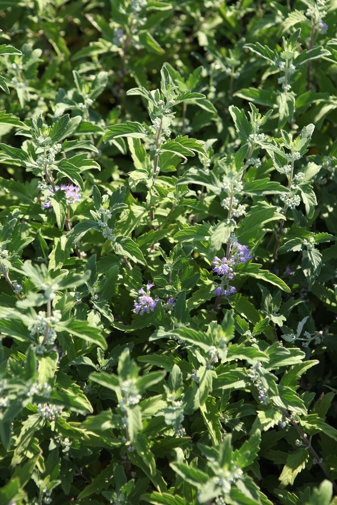 CARYOPTERIS CLANDONENSIS BLUE BALLOON®