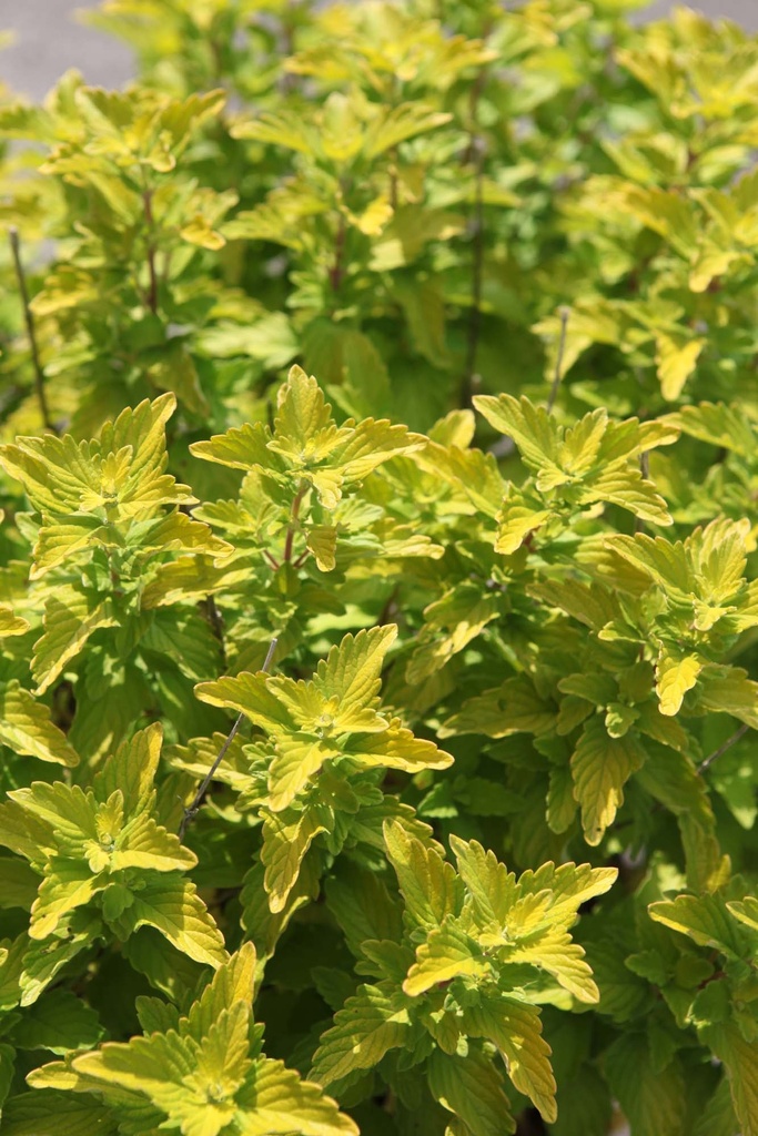 CARYOPTERIS CLANDONENSIS GOOD AS GOLD