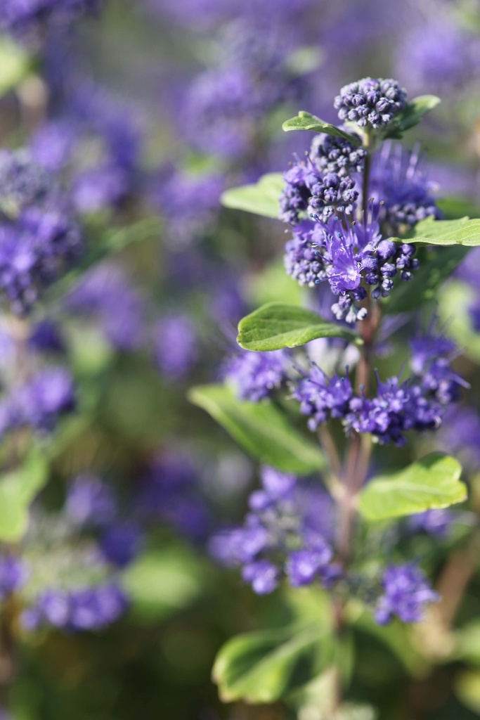 [CCGBL30] CARYOPTERIS CLANDONENSIS GRAND BLEU (Pot 3 litres, 30-40 cm)