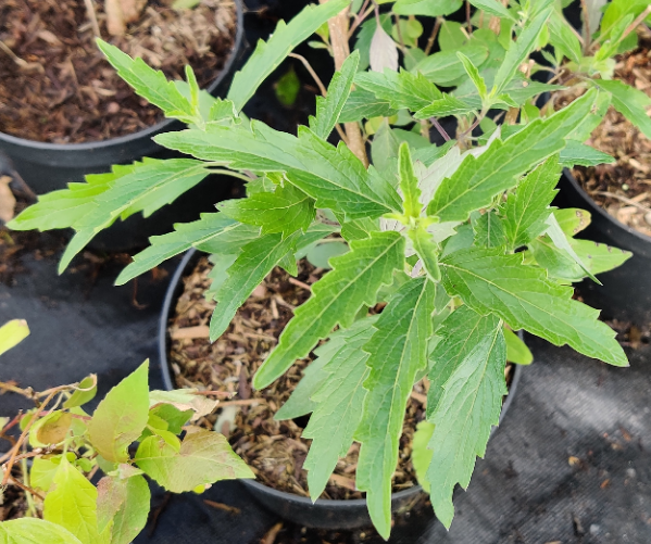 CARYOPTERIS CLANDONENSIS GRAND BLEU
