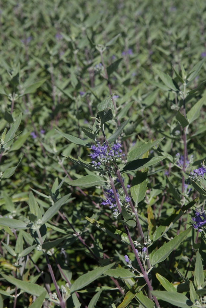 [CCHBL30] CARYOPTERIS CLANDONENSIS 'HEAVENLY BLUE' (Pot 3 liter, 30-40 cm)
