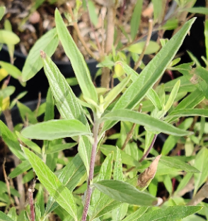 CARYOPTERIS CLANDONENSIS 'KEW BLUE'
