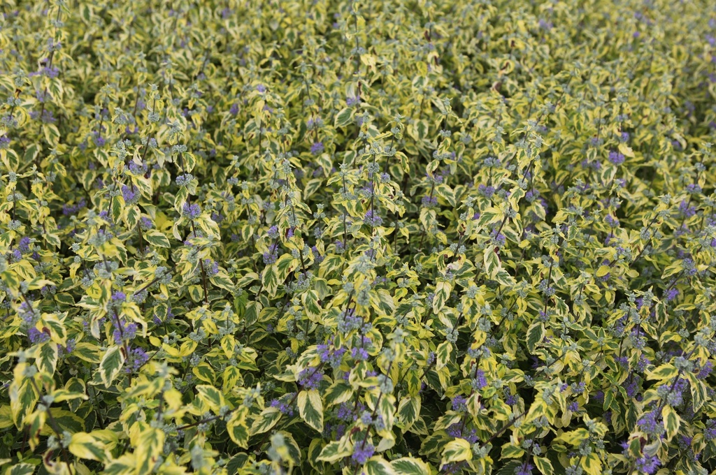 CARYOPTERIS CLANDONENSIS 'SUMMER SORBET'