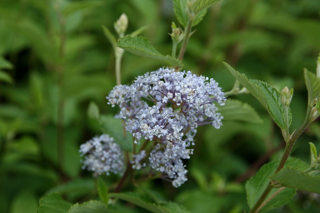 CEANOTHUS DELILIANUS 'GLOIRE DE VERSAILLES'