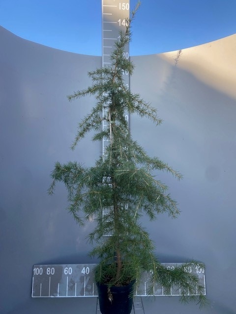 CEDRUS DEODARA