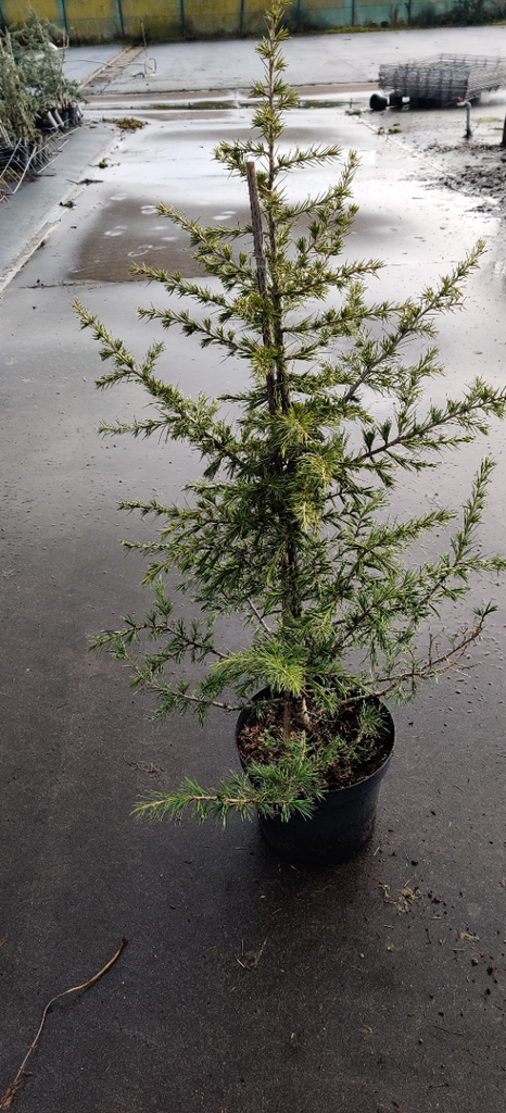 [CLI100] CEDRUS LIBANI (Pot, 100-125 cm)