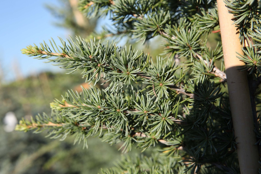 [CLFA150] CEDRUS LIBANI 'FASTIGIATA' (Pot, 150-175 cm)
