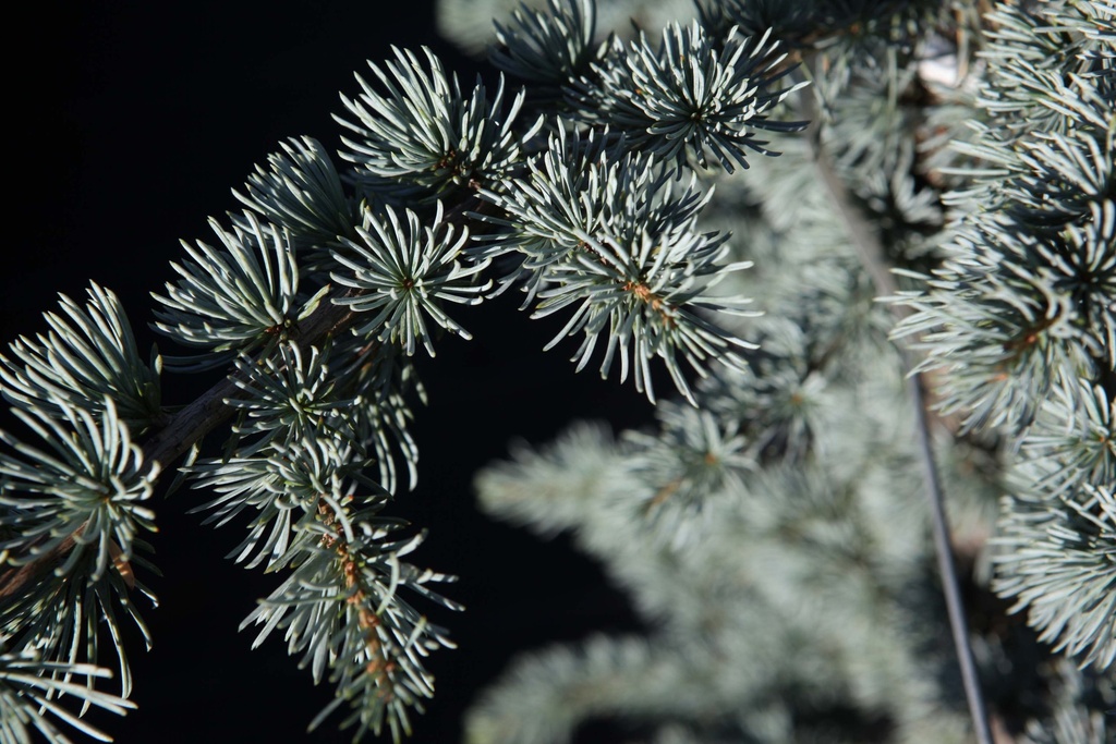 [CLGL150C10] CEDRUS LIBANI 'GLAUCA' (Pot 10 litres, 150-175 cm)