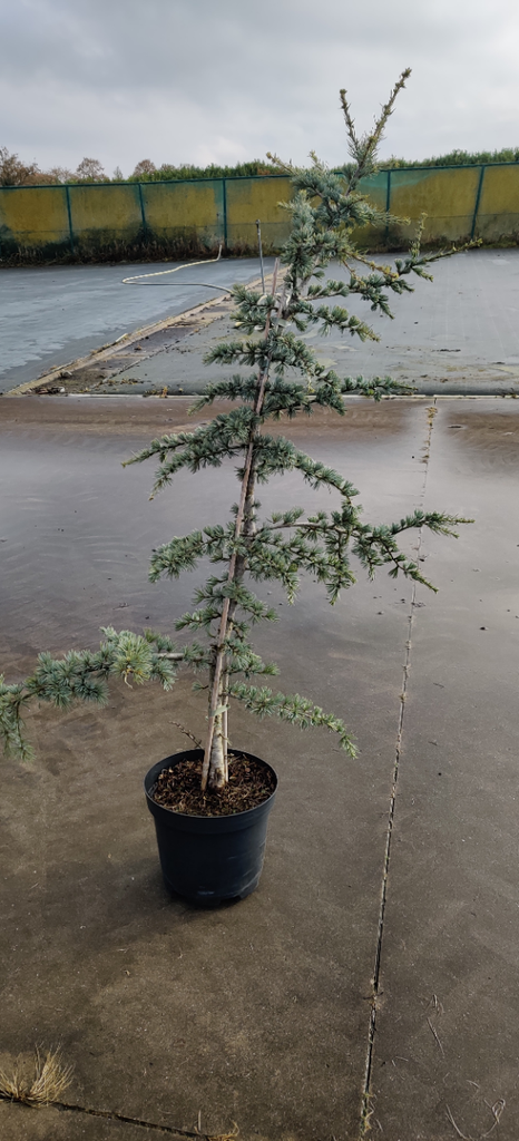[CLGL150] CEDRUS LIBANI 'GLAUCA' (Pot 15 litres, 150-175 cm)