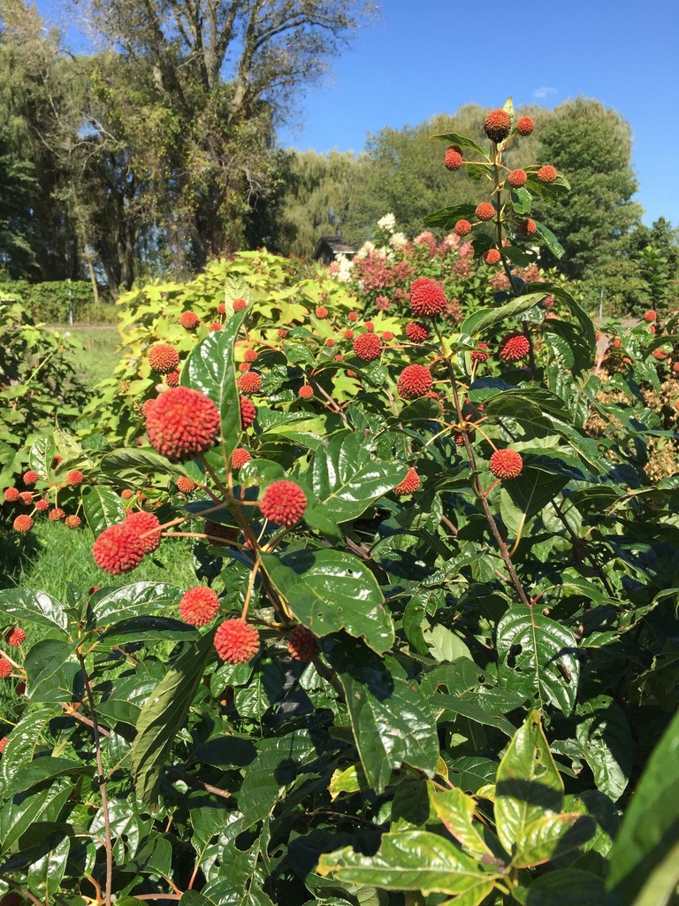 CEPHALANTHUS OCCIDENTALIS PROVEN WINNERS® 'SUGAR SHACK®'
