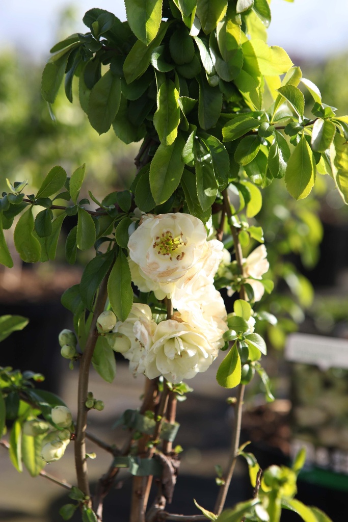 CHAENOMELES SPECIOSA 'YUKIGOTEN'