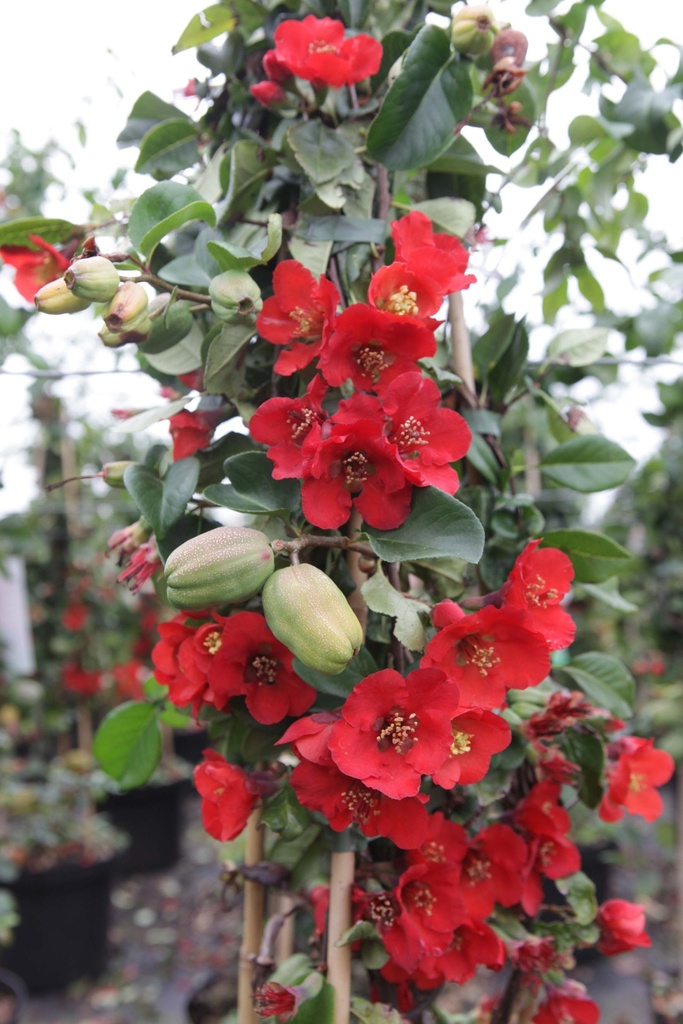 CHAENOMELES SUPERBA 'FASCINATION'