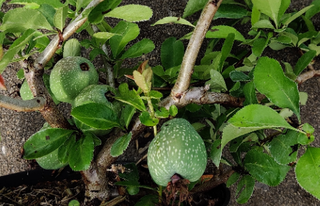 CHAENOMELES SUPERBA 'NICOLINE'
