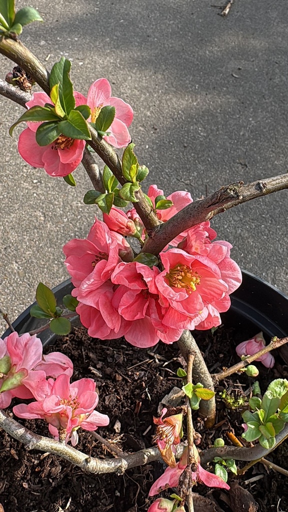 CHAENOMELES SUPERBA 'PINK LADY'