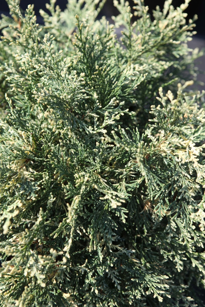 CHAMAECYPARIS LAWSONIANA 'PEARLY SWIRLS'
