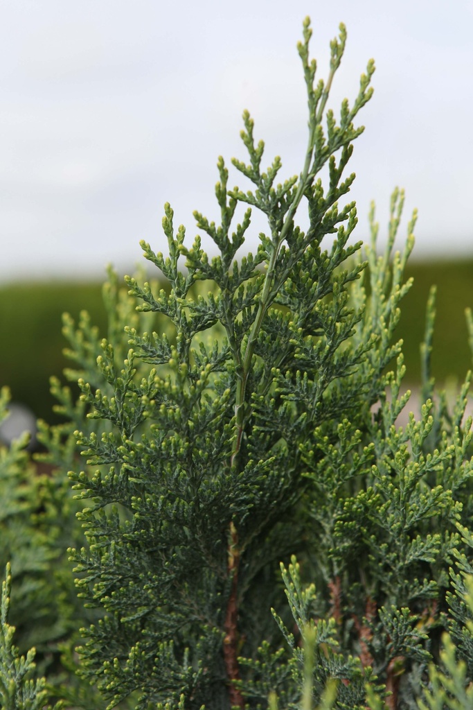 CHAMAECYPARIS LAWSONIANA 'WHITE SPOT'