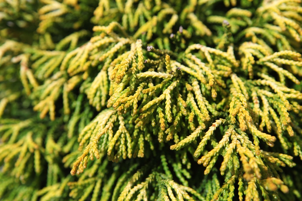CHAMAECYPARIS OBTUSA 'GITTE'