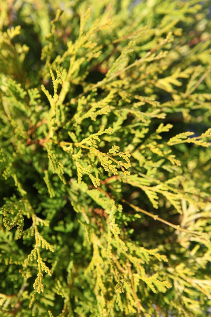 CHAMAECYPARIS OBTUSA 'KAMARACHIBA'