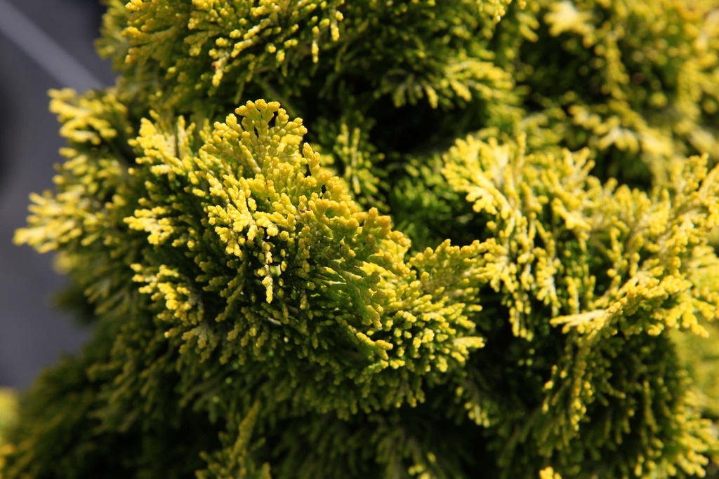 CHAMAECYPARIS OBTUSA 'NANA AUREA'