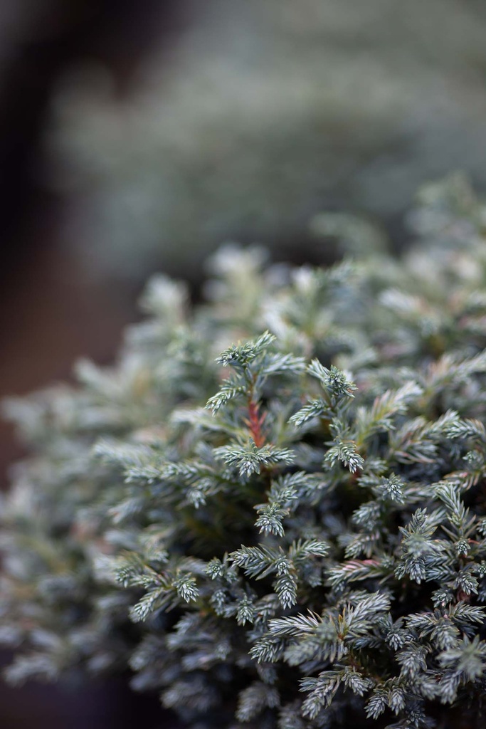 CHAMAECYPARIS PISIFERA 'BLUE MOON®'