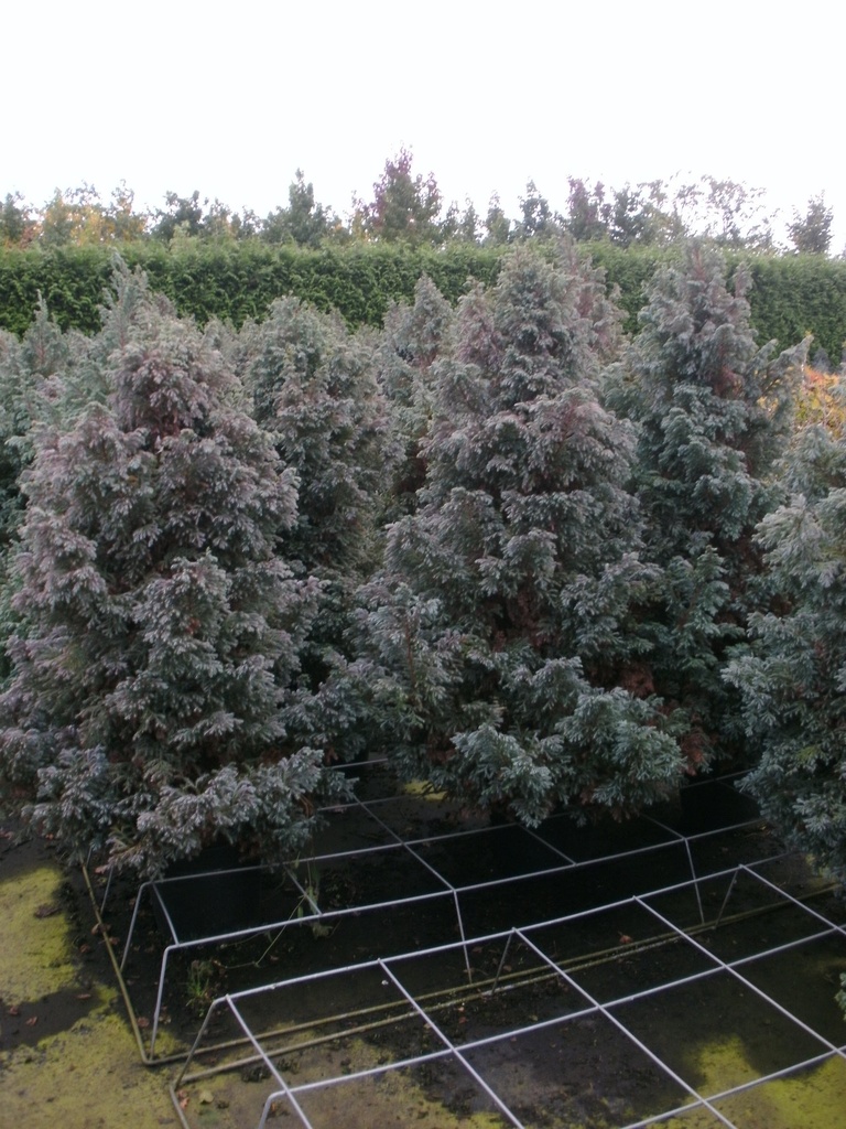 CHAMAECYPARIS PISIFERA 'BOULEVARD'