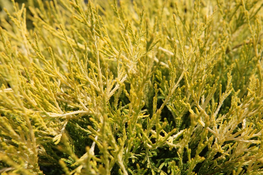 CHAMAECYPARIS PISIFERA 'FILIFERA AUREA'