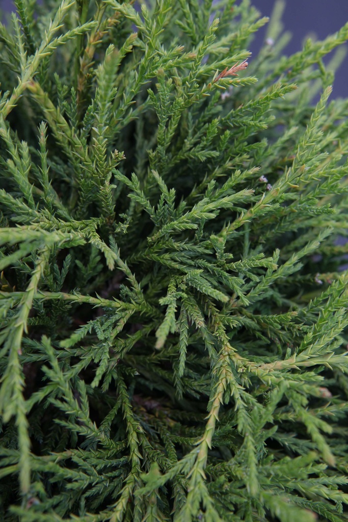 CHAMAECYPARIS PISIFERA 'FILIFERA NANA'