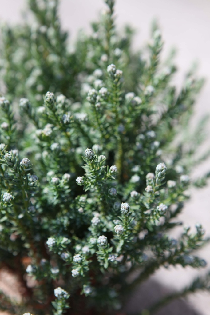 CHAMAECYPARIS THYOIDES 'BLUE ROCK'