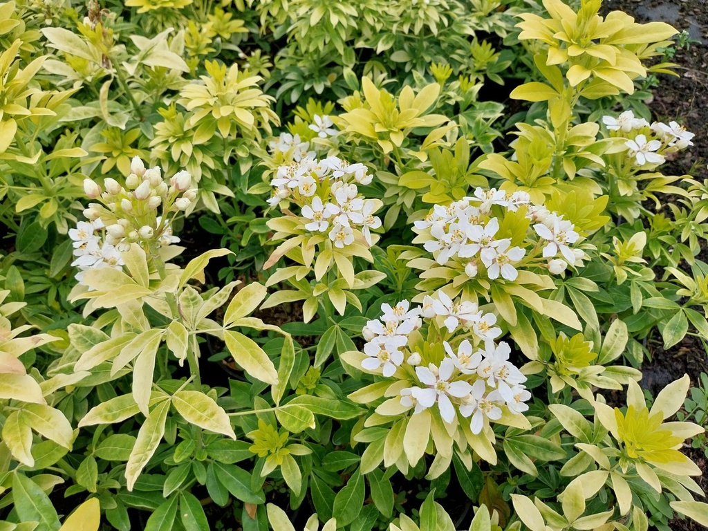 [CTLI25] CHOISYA TERNATA SUNDANCE® (Pot 2 litres, 25-30 cm)